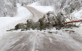 Träd blockerar vägen efter en snöstorm