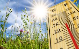Termometer som visar upp emot 30 grader, sol och blomsteräng